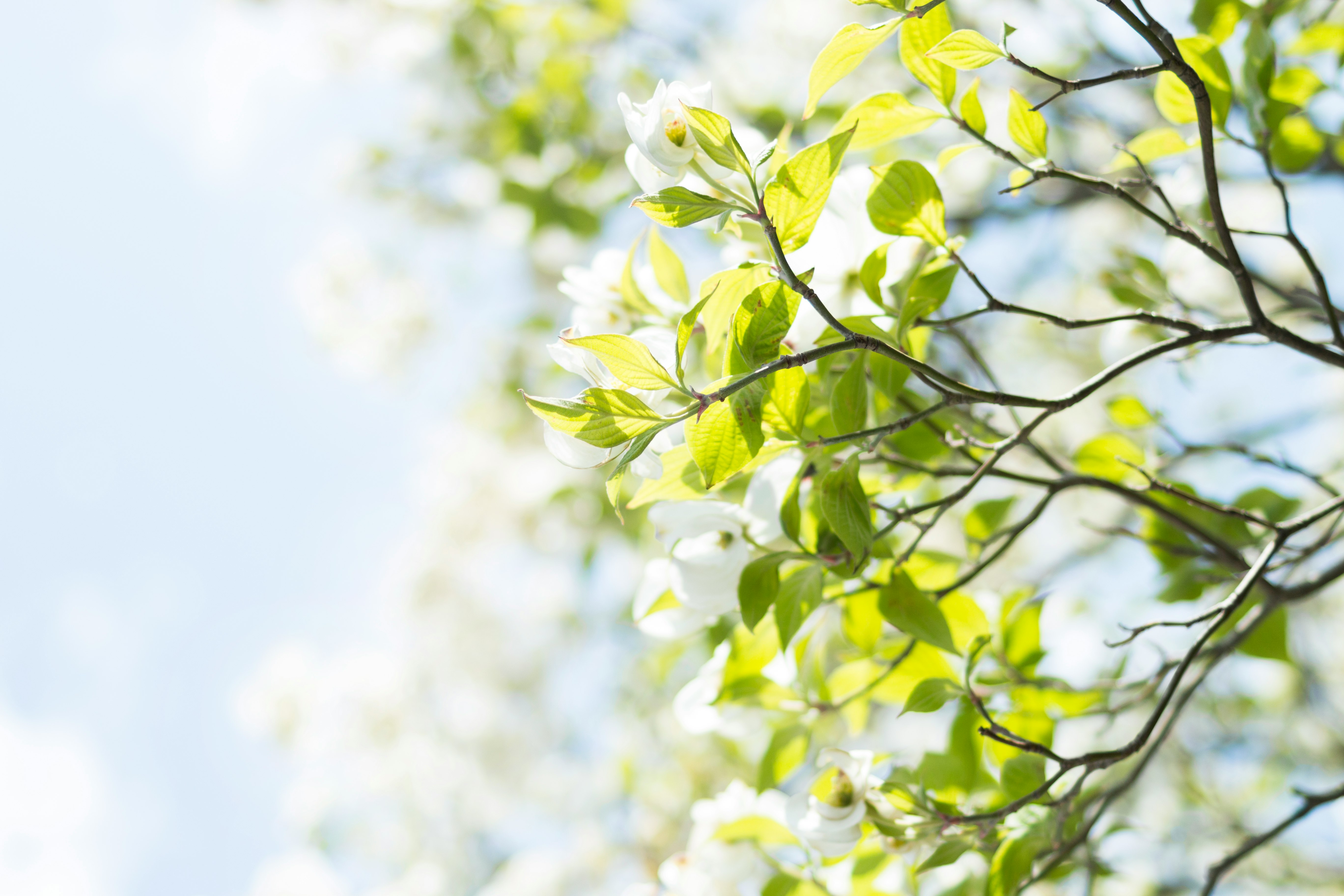 green leaf plant during daytime